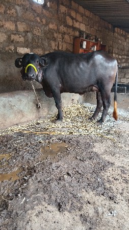 પેલું વેતર છે