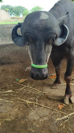 ભેંસ વેચવાની છે
