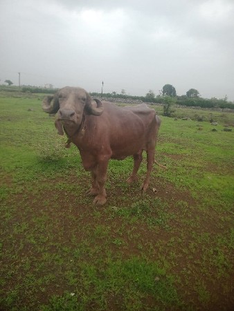 ભેંસ વેચવાની છે
