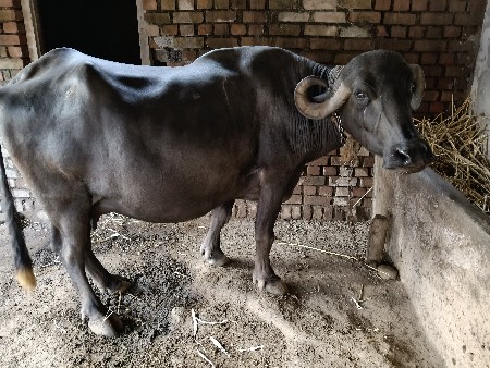 ભેંશ વેશવાનિસે