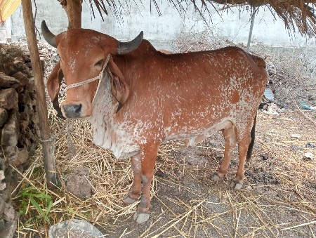 વેચવાની છે