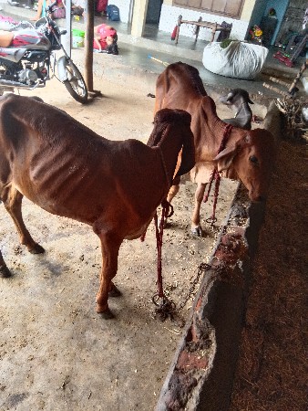 વાસડીઓ વેચવાની છે