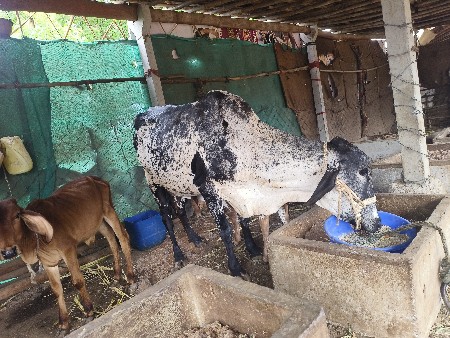 ગાય ગીર ક્રોસ