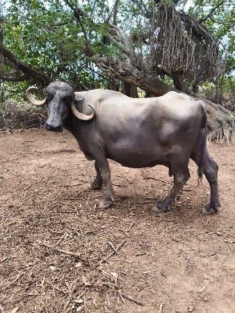 ભેંશ વેશવાની છે