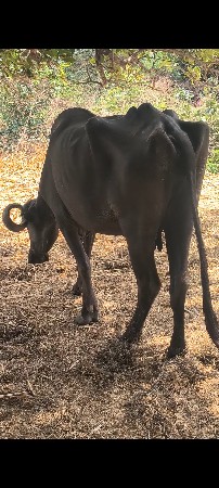 ભેંશ વેશવાની