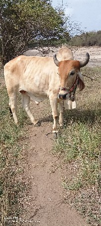 આ ભૂરો વેચવાનો છે