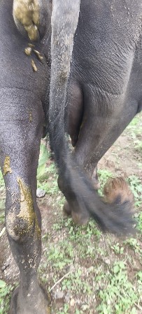 1 વેતર ખડેલી વેચવાની છે