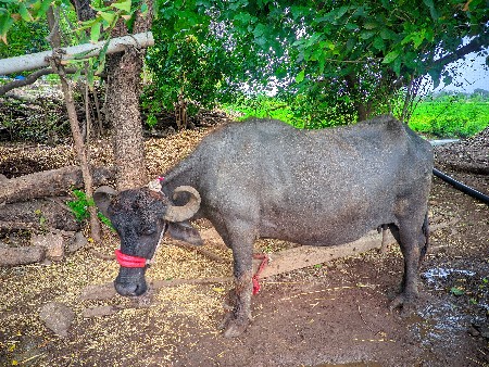 1 વેતર