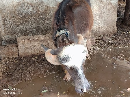 ખડેલી વેચવાની છે