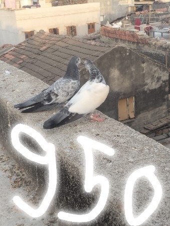 🕊️🕊️🕊️🕊️🕊️🕊️.  950🪽🪽🪽🪽100