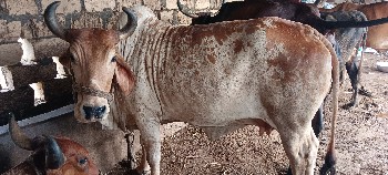 એક સાથે ત્રણ ગાયો આપવાની છે