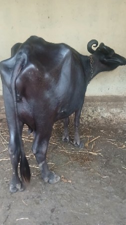 2 ભેંસ