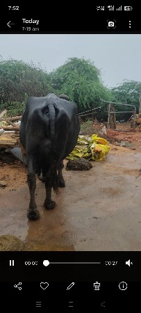 bhes vechvani se