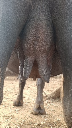 દેશી ખડાય વેચવાની છે