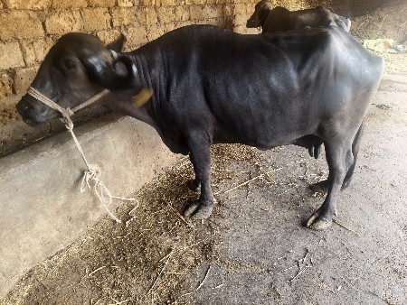 ચાર ચાર 4લીટર દૂધ