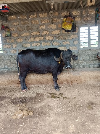 આ ભેંસ વેચવાની છે