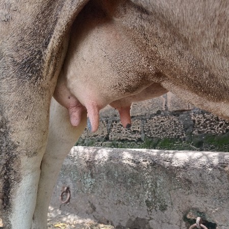 એસ એફ ગાય