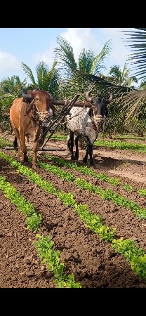 બડદ વેશવાના છે