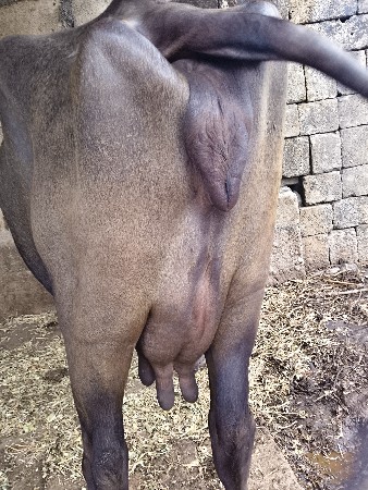 ભેંસ વેચ વેતર ત્રીજો