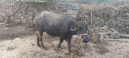 ભેંસ વેચવાની છે