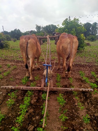 શૈલેષ ભાઈ