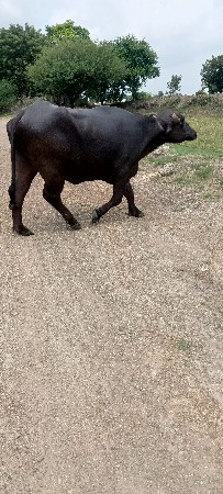 સાવ સોજી