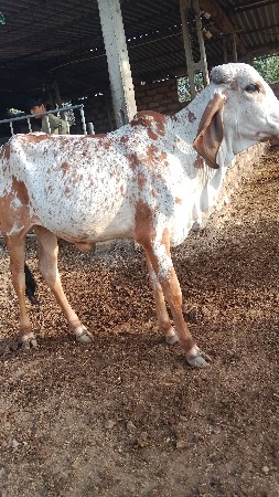 વાછરૂ