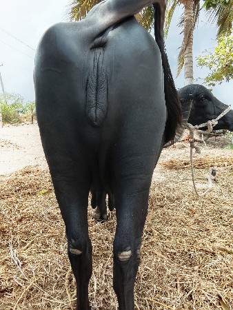 ભેંસ વેચવાની છે