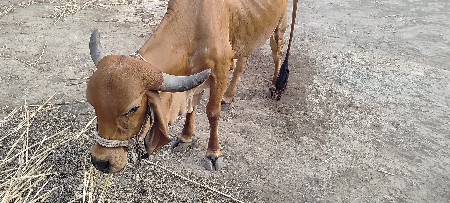 ગાય વેચવા ની છે