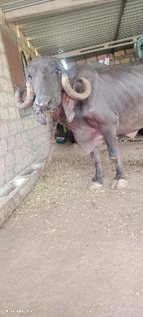 ભેસ વેચવા ની સે