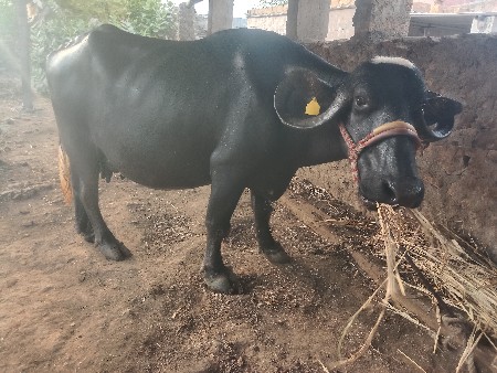 વેચવાની છે