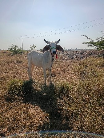 આ વાછડી વેચવાની છે
