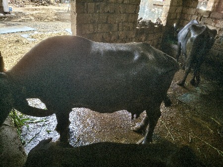ભેંસને જવાની છે
