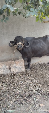 ભેસ વેસવાની સે ૩ વેતર વયાસે