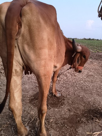 વેસવાની છે