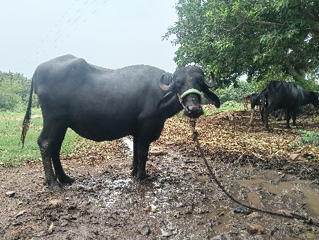 પેલુ વેતર...