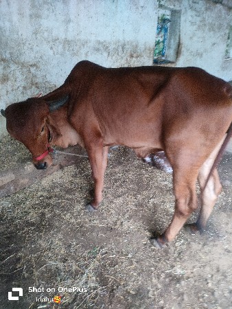 vechavani che