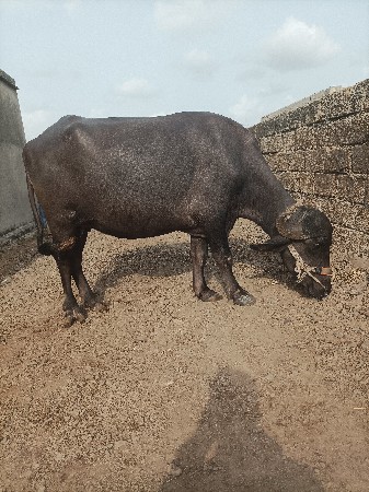 ખડેલી  વેચવાની છે