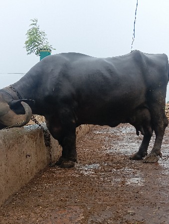 original jafrabadi bhains
