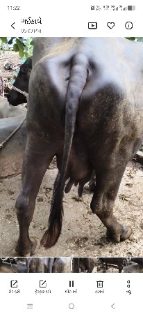 ભેંસ વેચવાની છે