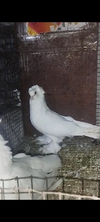 કબુતર દેવાના છે