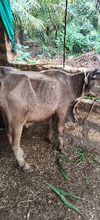 બે ભૂરા પાડા વેચવાના