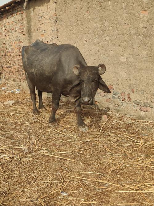 ભેંસ વેચવાની છે