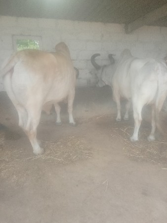 નકુમ  ભરત ભાઈ