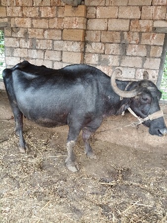ભેંસ વેચવાની છે
