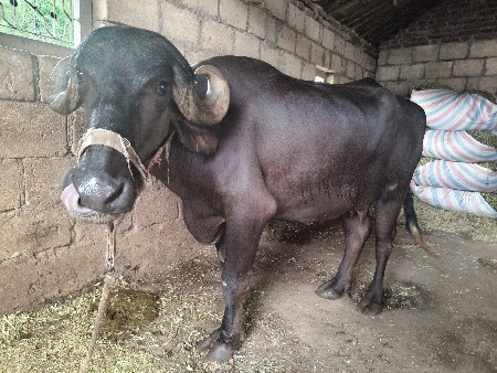 ખડેલી વેચવાની છે