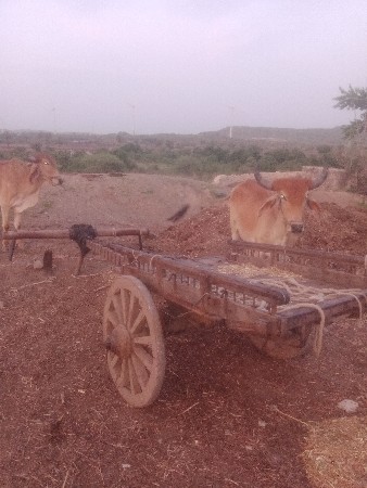 આ ગોઢલા વેચવાના છે સાવ સોજા