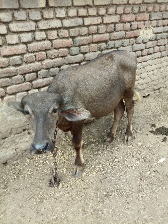 આ પાડી આપવા ની ચે