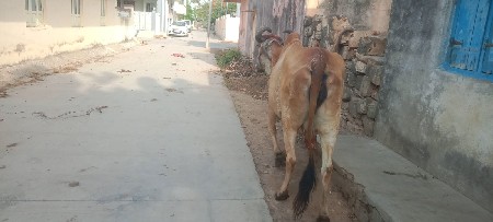 વેચવાની