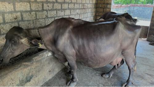 ભેંસ વેચવાની છે